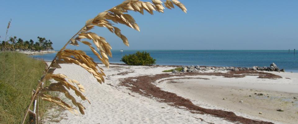 Curry Hammock State Park