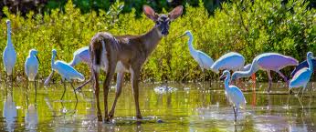 National Key Deer Refuge
